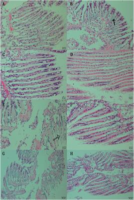 Metabolic adaptation of the clam Ruditapes philippinarum during air exposure and the positive effects of sodium nitroprusside pretreatment